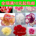 Chinese Best Quality Carnation Seeds for planting